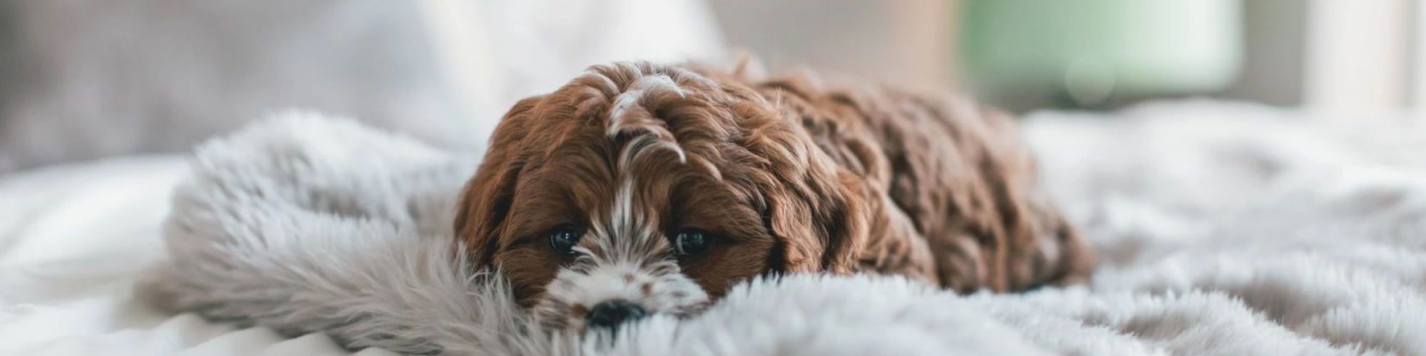 Dog Laying Down